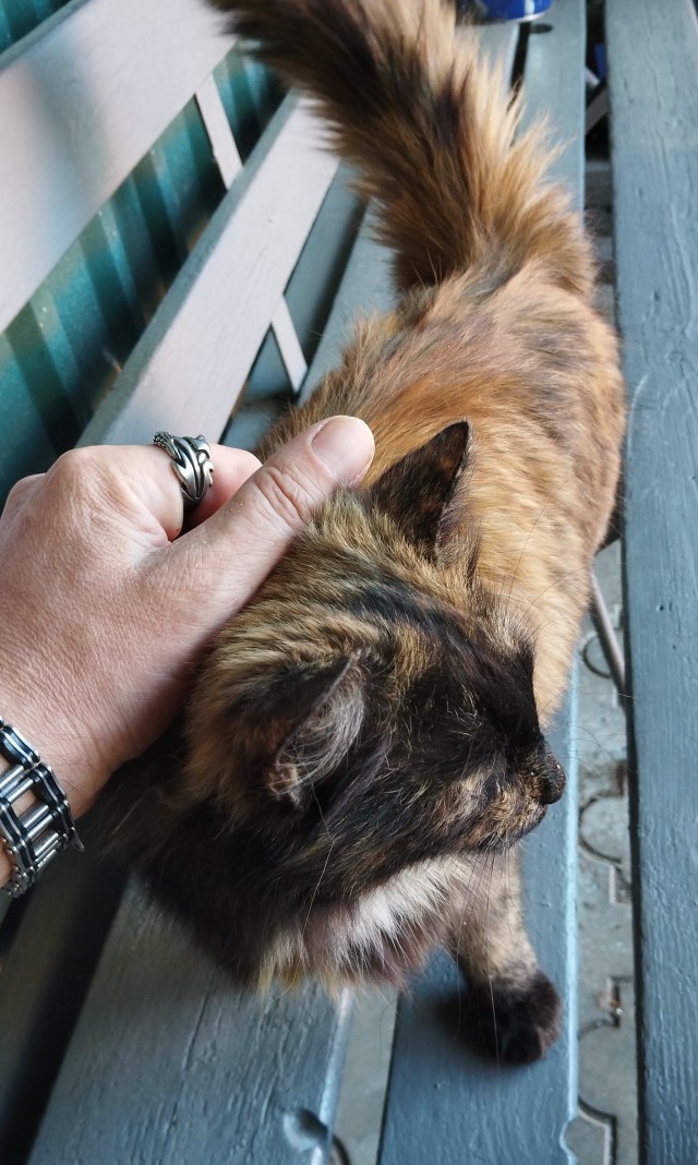 У дедушки тоже котовторник