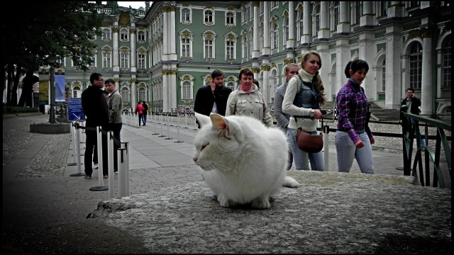 Котовторник 21.05.2013