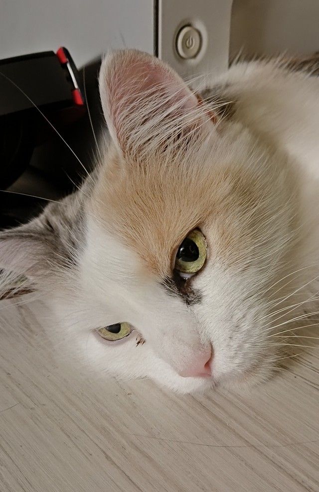 Котовторник в картинках