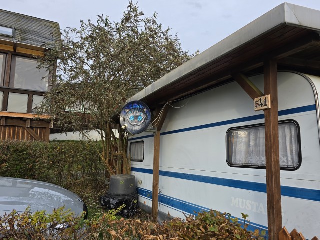 Чеширский котик