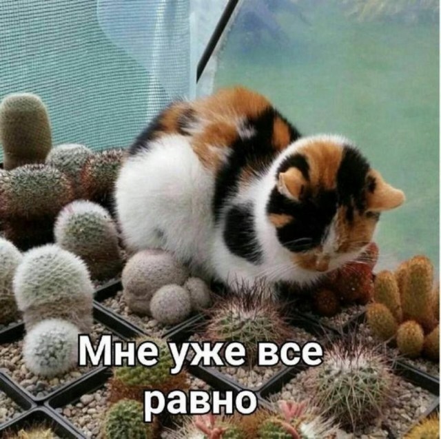 Всего понемногу. От 20.01.2025