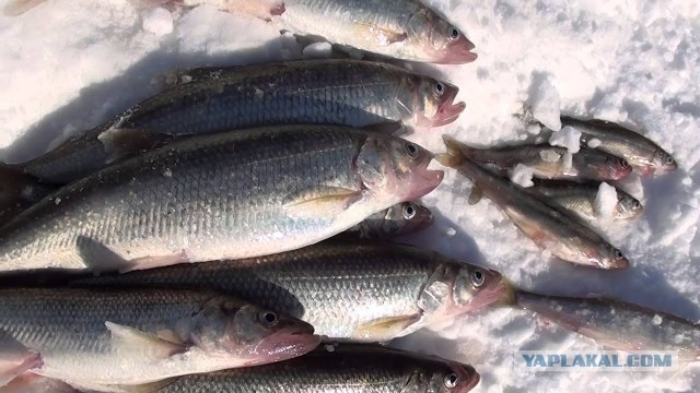Сколько стоит корюшка в городах, где её ловят? Ответ здесь, и вы удивитесь.