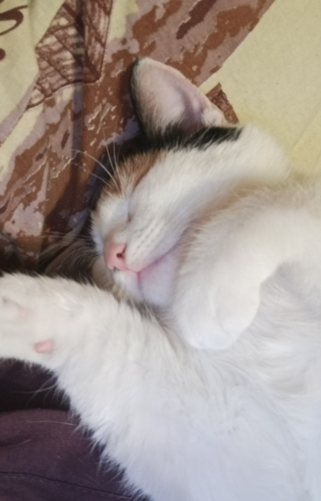 Спящий кот