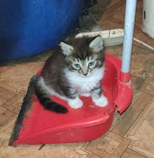 Очень грустный котовторник