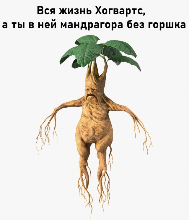 Так себе картинки 28.08.25
