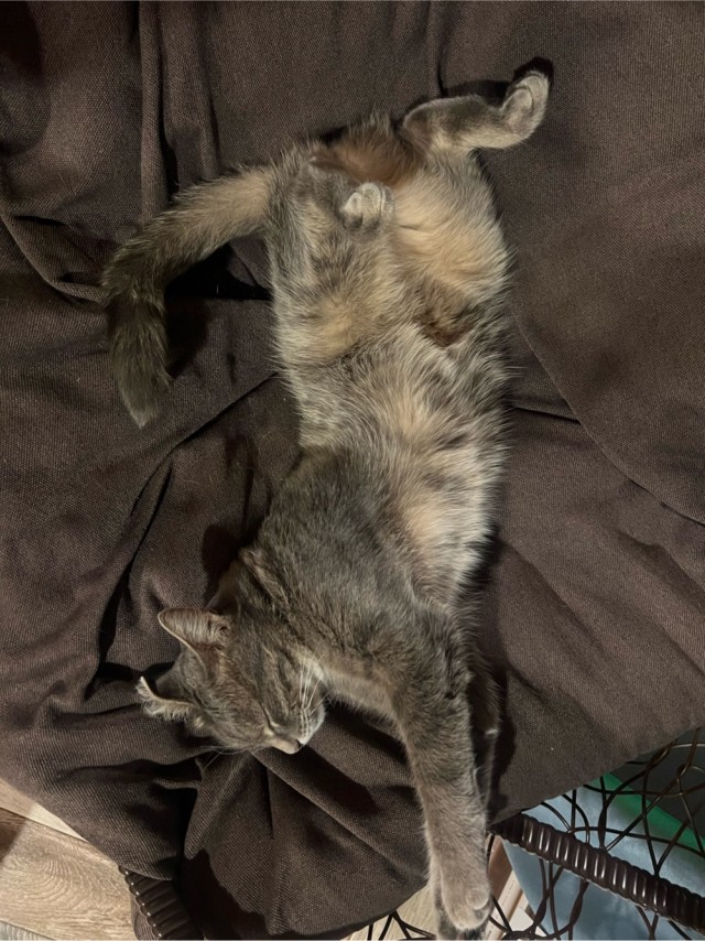 Котовторник.Наши модели