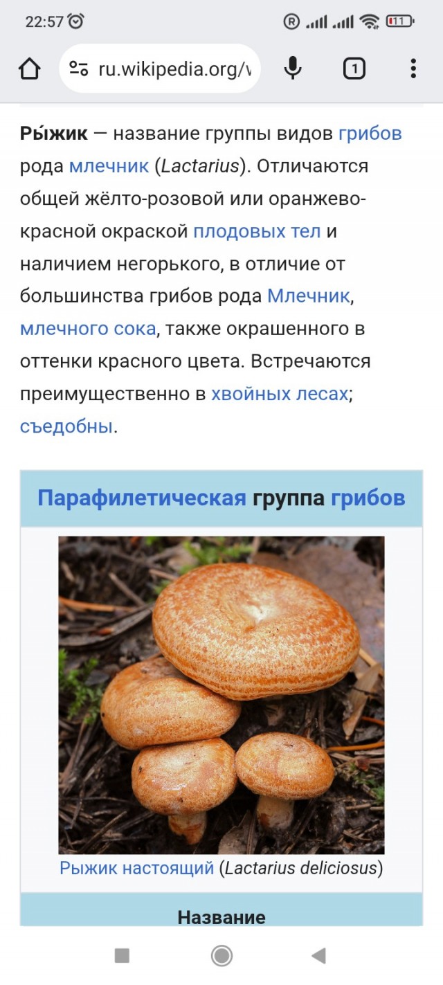 Прогулка по лесу с ножом и блеском в глазах в Крыму