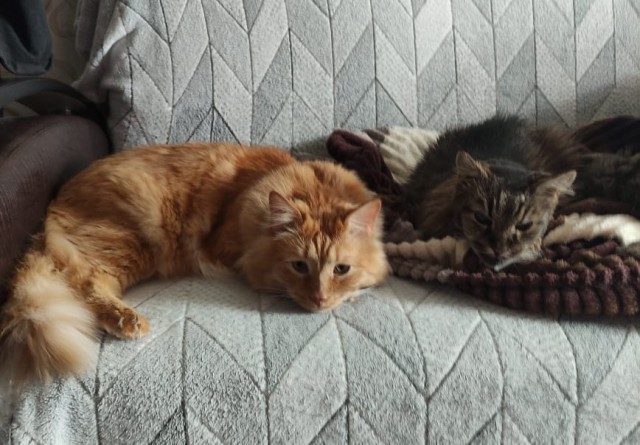 Выбрал раба