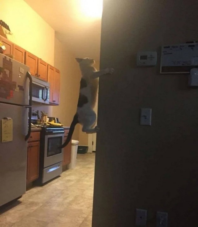 Чутка кошек