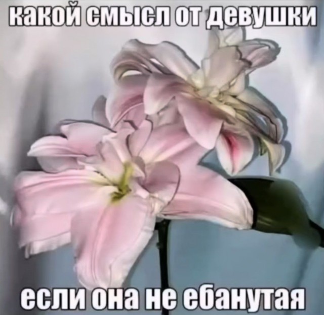 Картинки для деградации 103 (разной степени свежести)