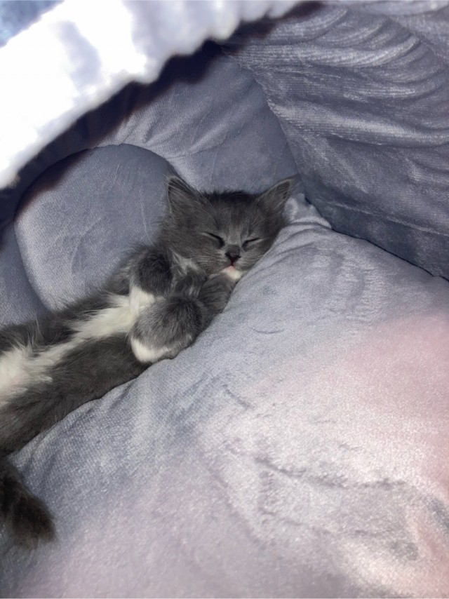 Котовторник или как