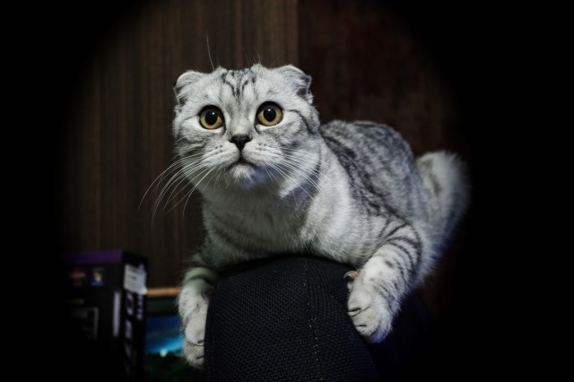 А котовторник уже пришёл?