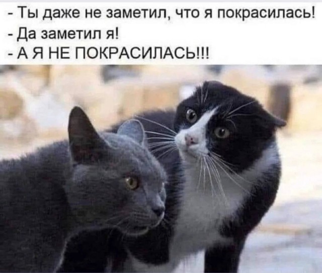 Веселые картинки в пятницу (20.03)
