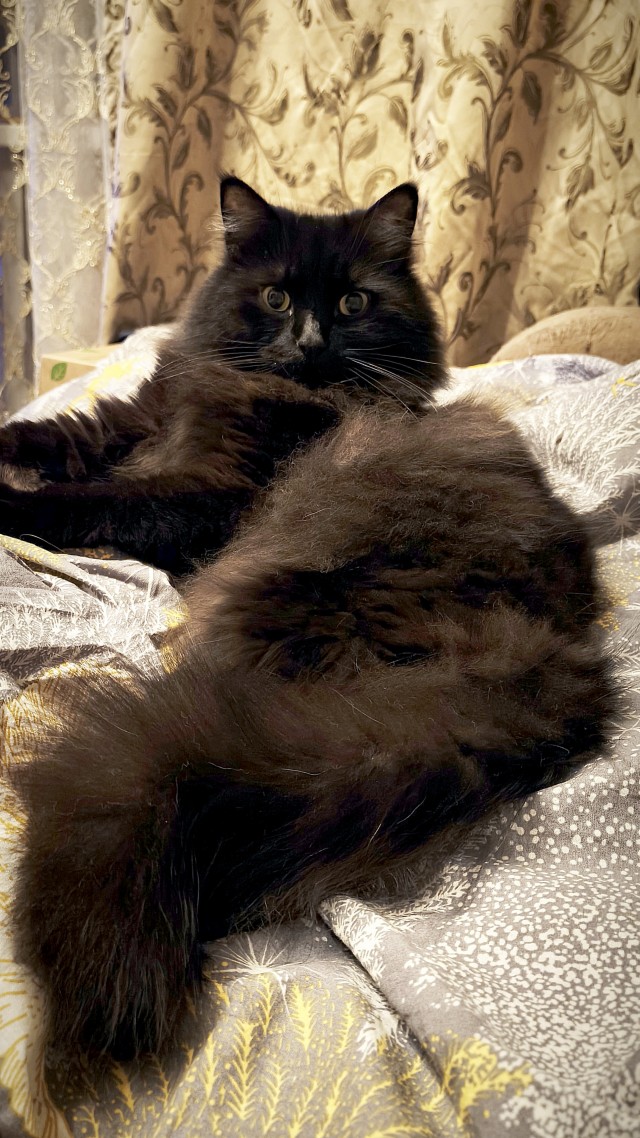 Шикарный кот