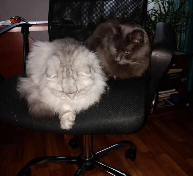 Когда дома два кота