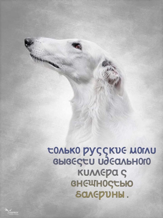 Картинки всякие разные невпопад 1.4