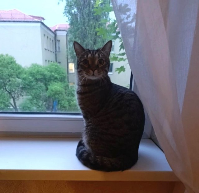 Кошка Яна 19 лет