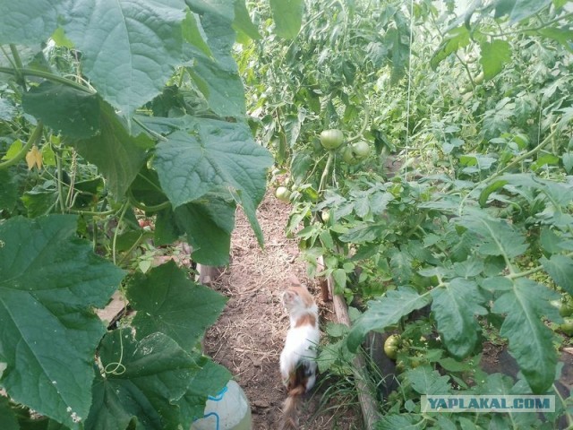 Жизнь домашнего приюта для котеек 579