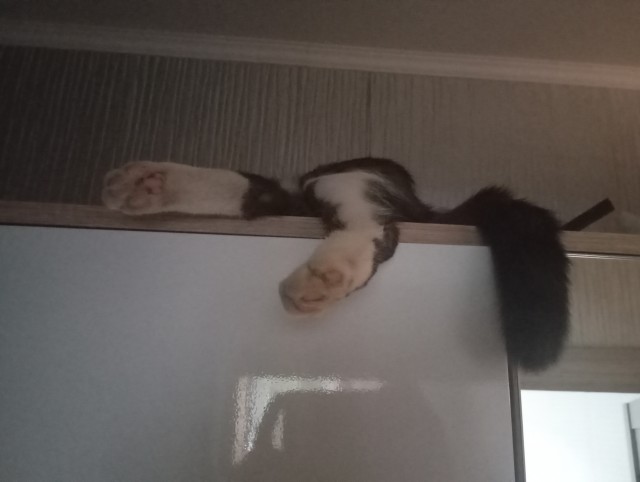 Объяснительная коту