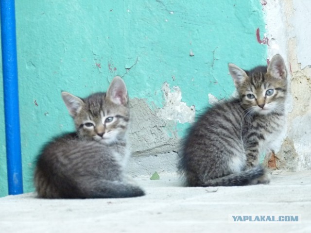 Котовторник 03.09.2013