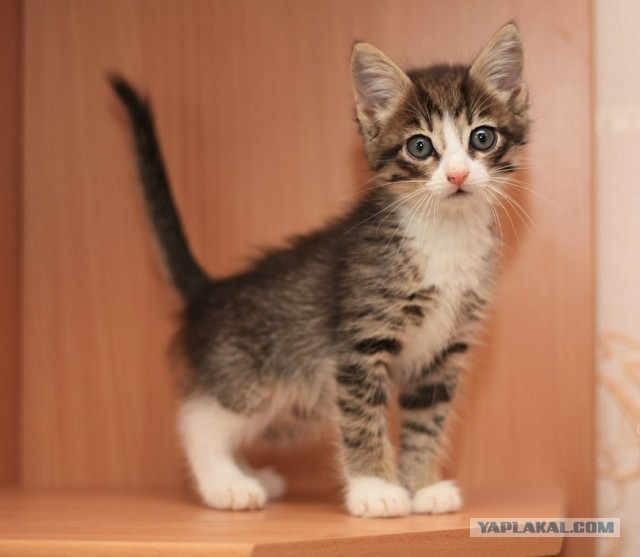 Котовторник 17.09.2013
