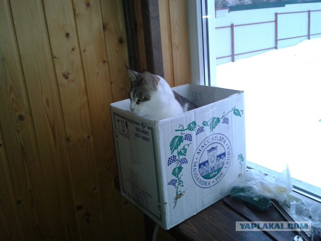 Котовторник   17.12.2013