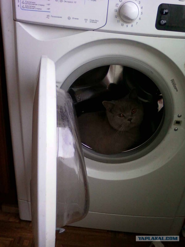 Коты ученых