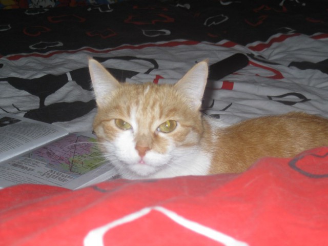 Котовторник 01.04.2014