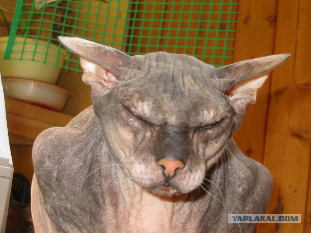 Котовторник 20.05.2014