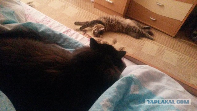 Котовторник 17.06.2014