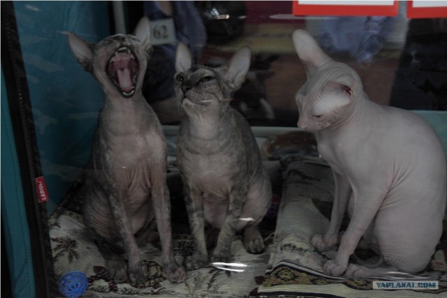 Рисованный котовторник