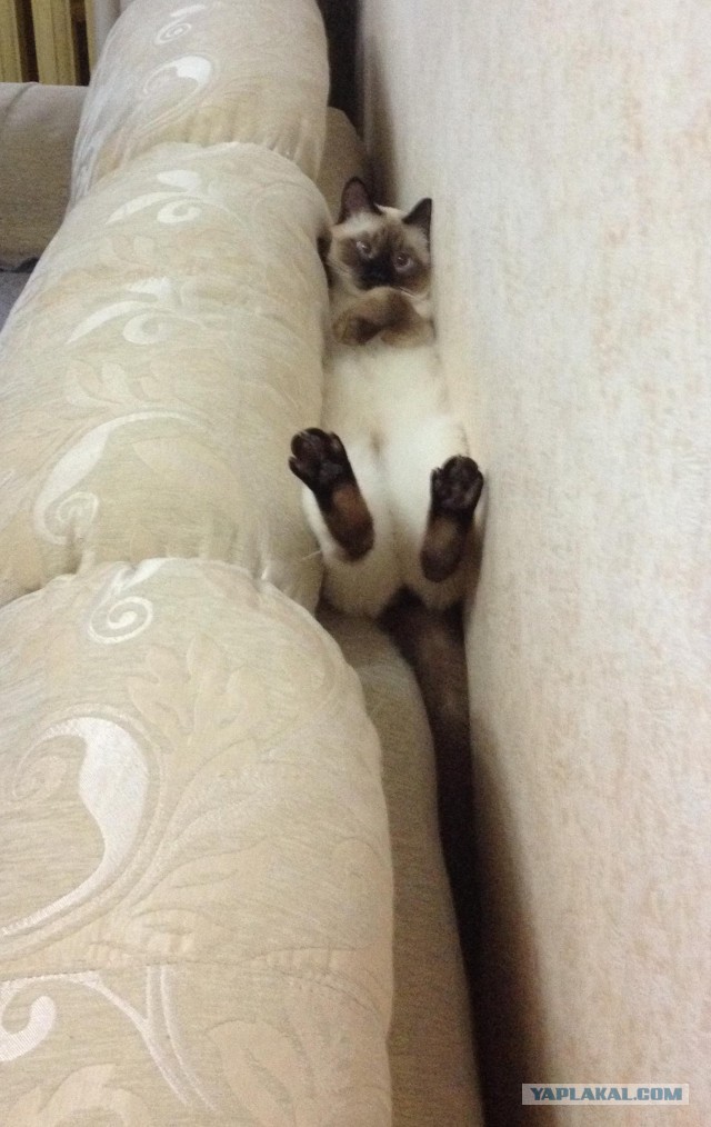Котовторник 11.11.2014