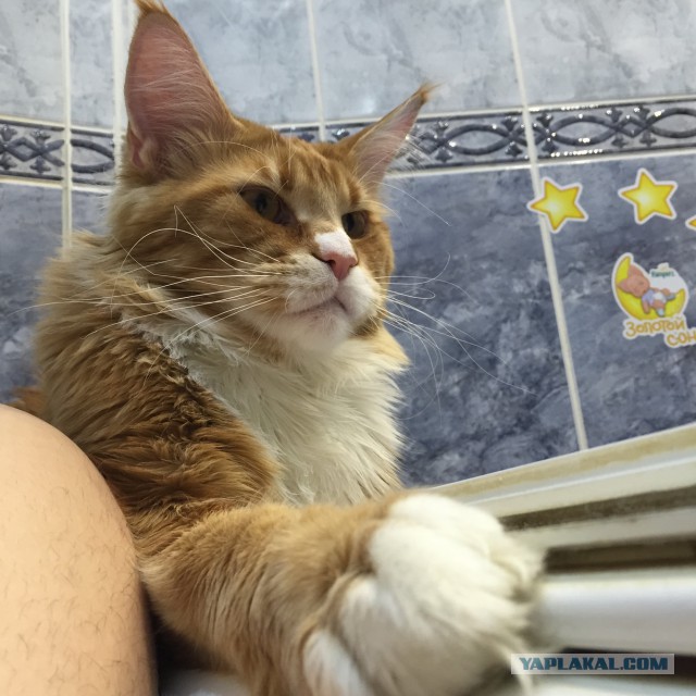 Котовторник