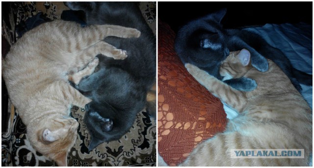 Котовторник 5.05.2015.