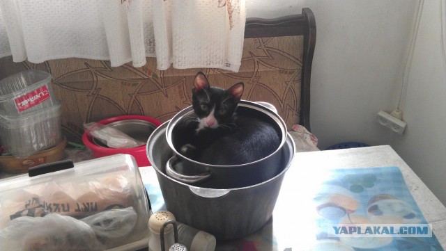 Котовторник 12.05.2015