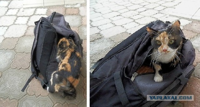 Кошки vs. пакеты