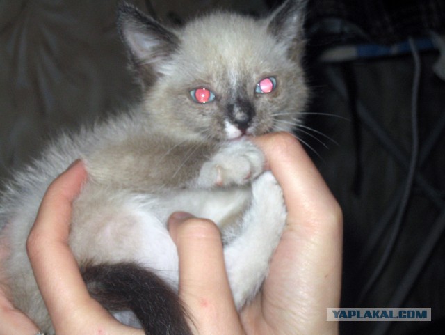 Котовторник 25.08.2015