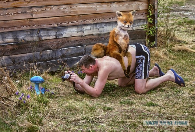 Жаба: Фотолюбитель