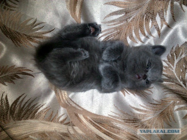 Котовторник 02.02.2016