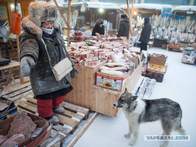 Поляки и холод