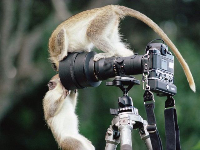 Животные и фотоаппарат