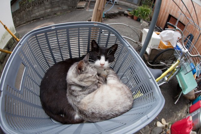 Коты острова Тасиро