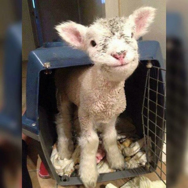 Картинки из сети (07.04.16)