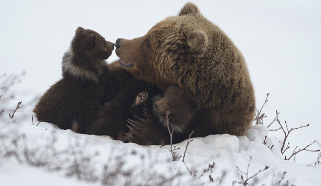 17 семейных фото медведей.