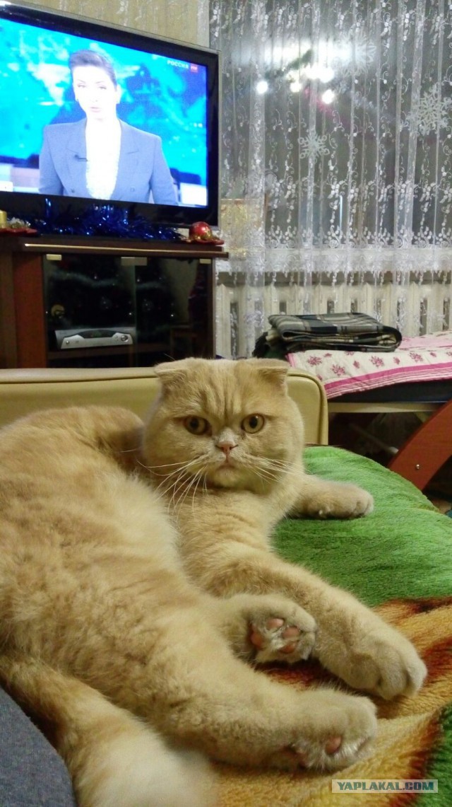 Знакомитесь! Это Жужа...