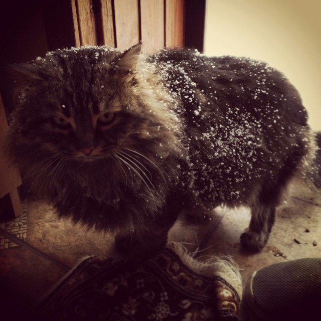 Коты и Кошки