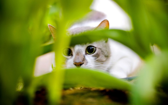 Коты и Кошки