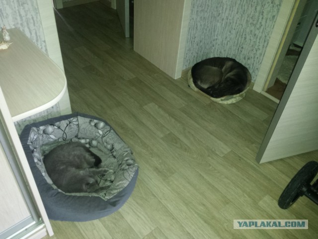 Котовторник