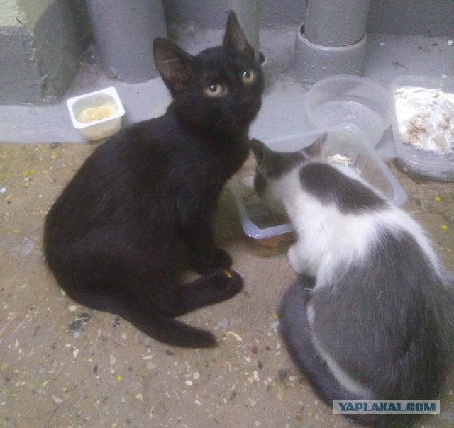 Котовторник 31.10.2017