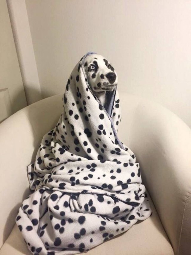 Подборка забавных животных